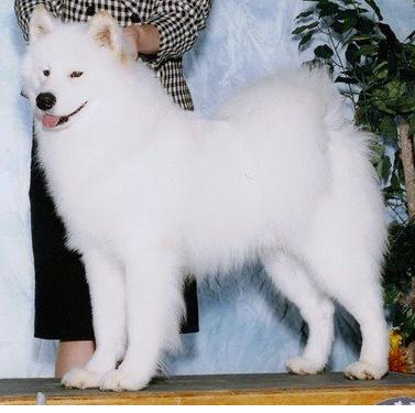 Ch Hawkwind's Agate Arctic Ares