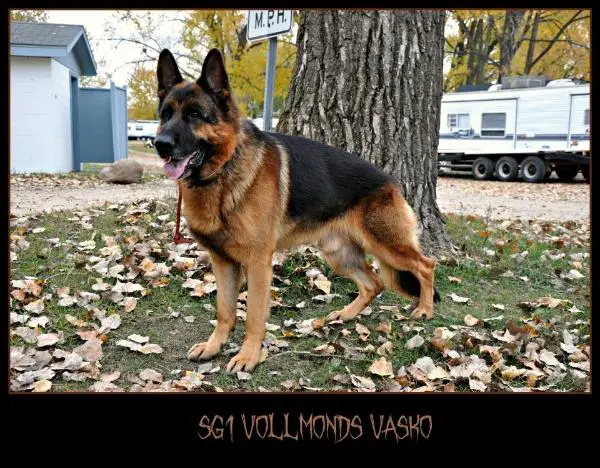 SG1 Vollmonds Vasko