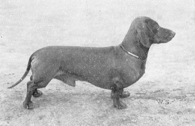 SIEGER Rex vom Falkenhorst