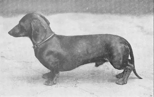 Flock von Lichtenstein West End