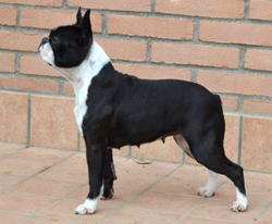 CH IT Liberty Del Pons Aueroli