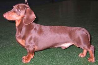 Mokko Maksimum Teylor Hordi Kroif