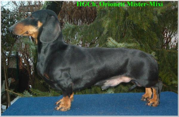 Orionett Mister Mixi