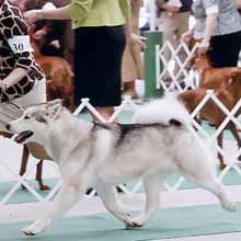 CAN/US CH Tundra's Keikewabic Covergirl