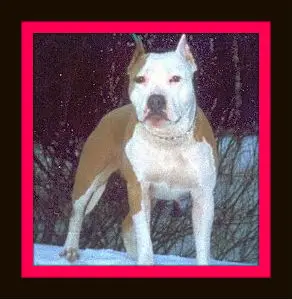 Jutta Elus Relsi Shadow