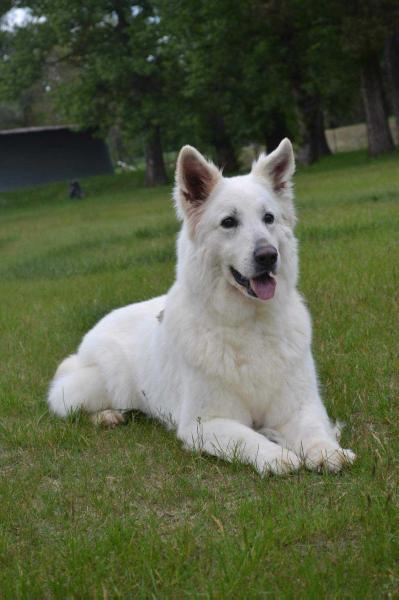 GrandCH,MultiCH,5X Res. CAC,15X CAC,2X CACIB,NV,3X BOB,BIS, Eywy Whiteline Czech