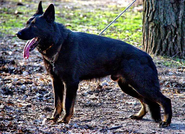 POLICE K-9. DPH. VA Sherif iz Peschanki