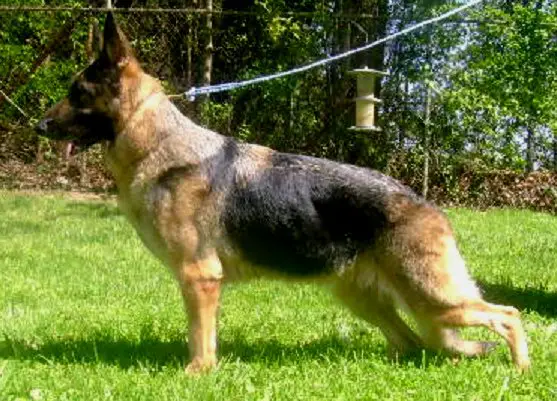 Kridler's Curry v Signature