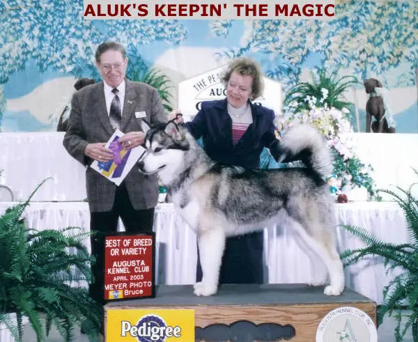 CH Aluk Keepin' The Magic