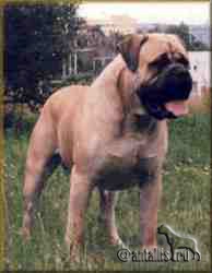 CH INT, WJW, EUW Pitman's Bruno