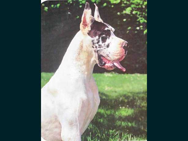 Romy des Terres de la Rairie