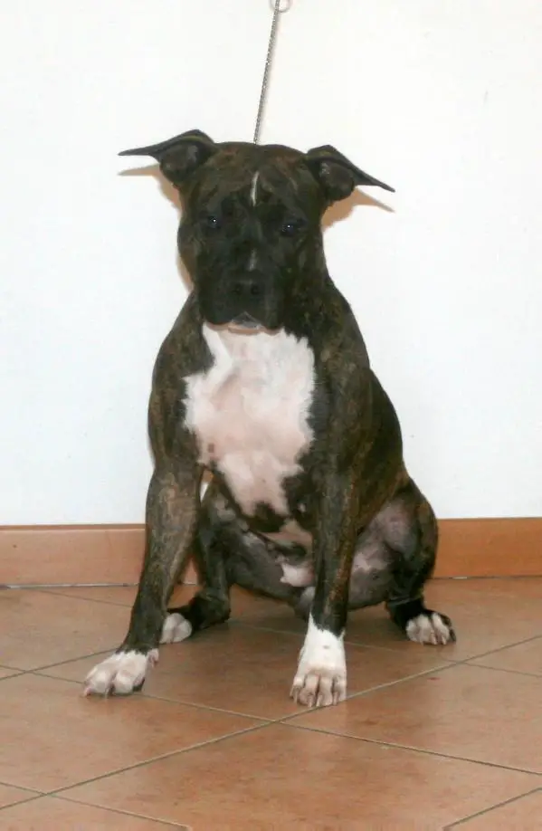 Blue Amstaff Be Mine