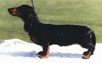 Suntura's Selebritee ML