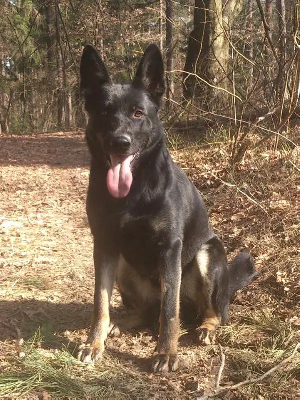 kora milehund