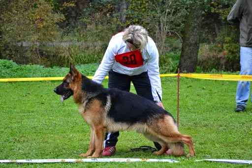 VV1 Hanno Bofilari