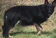 Bauernhoffen's Sarah Yapper