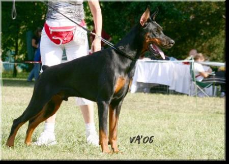 BALTIC CH, LATVIAN C Baron Ikos Immortal Livonijas