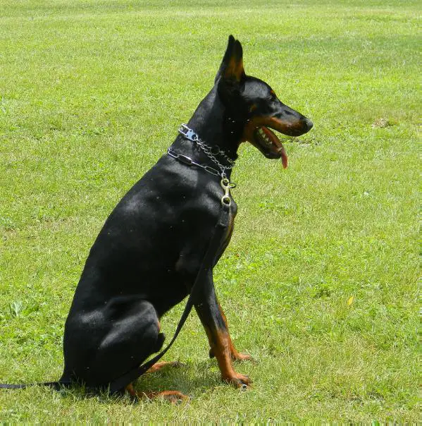 Bell'Lavoro Ballo Matteo