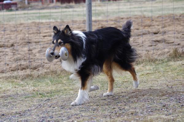 Springmist's Spooky Wild Thing