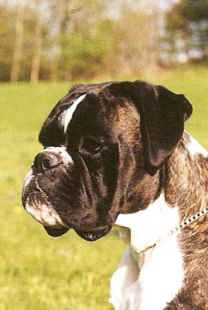 Bosco de Las Arillas