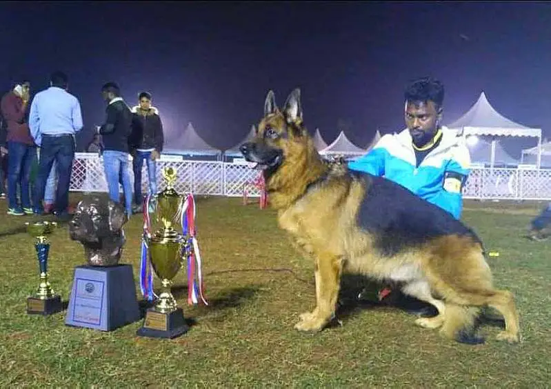 INDIA CHAMPION YASKO Equus