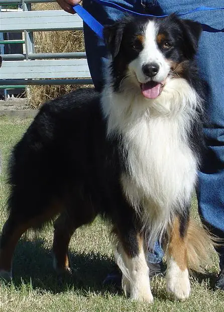 Spring Fever of Rising Sun