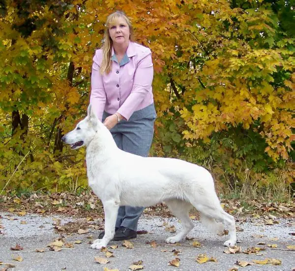 UKC GR CH Royal Wish Upon a Star