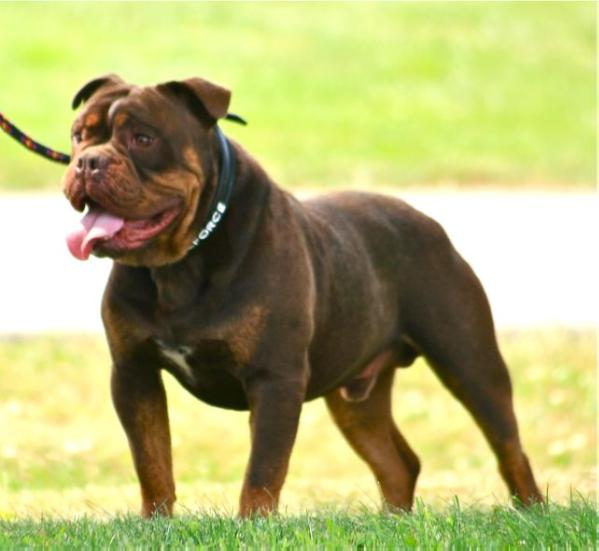 Bullforce Tiran