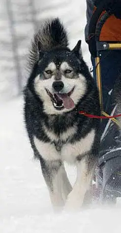 Nordiclight's Shadow