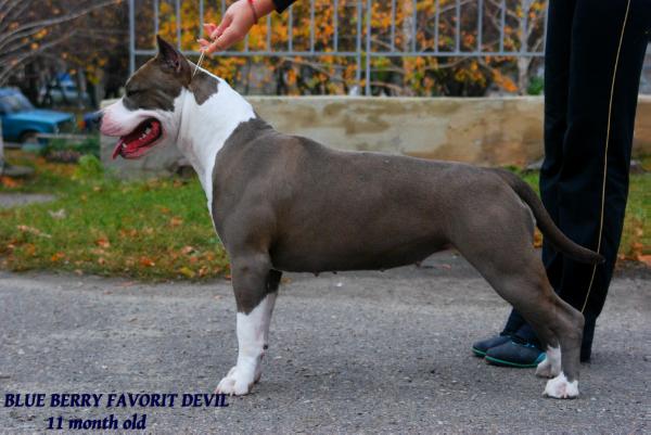 jCh. Blue Berry Favorit Devil