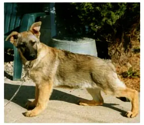 Raebark's Sound of Music