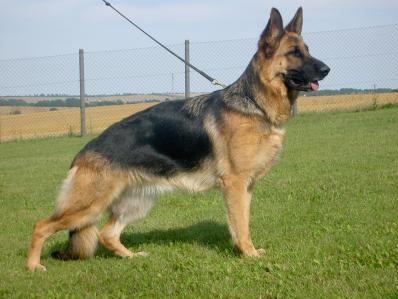 V Fenja vom Herzbach