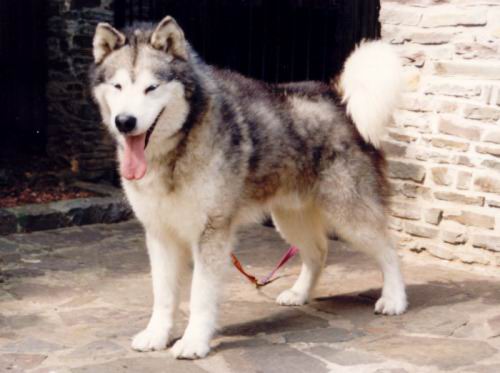 Cold Valley's Masked Manitu