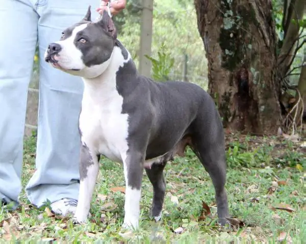 Amstaff Camarilha e Wytorias Star Blue