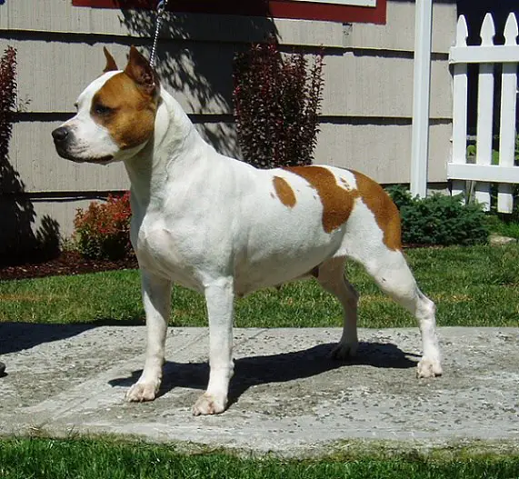 Dapple Hills Mystik Bella Donna