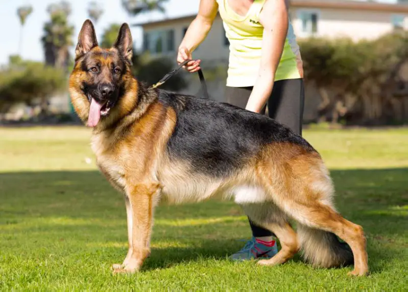 5X SG1 Maximus von der Brewskis