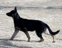 Sater-Nordlicht Crimson's Liberty of Beartooth