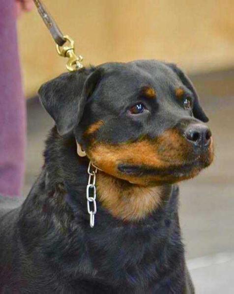 MULTI V RATED, CKC Ch, UKC Ch Aryel von Furyan