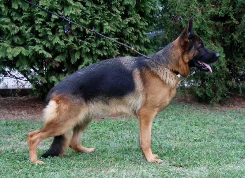 Snoopie  von Farhantal