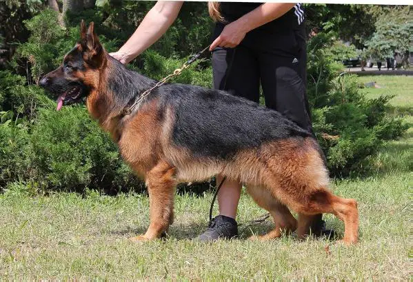 VA1 UA,CH UA, JCH UA Karim von Simpor