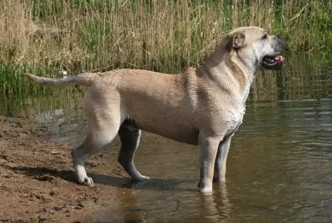 Kollekciya Zolotoy Lisi Iskusitel