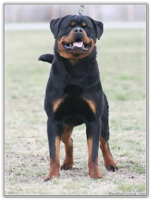 indokan earl antonius