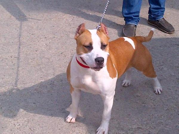 ROJCH Dok`s Pride Invidia