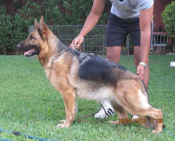 Ella von Melanchthon