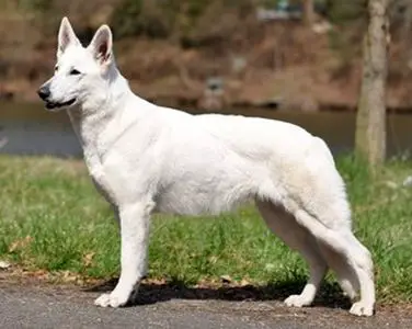 ORIANNA NEEO Donnevara