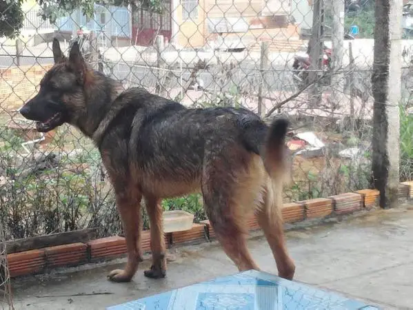 Nikita vom Thalberger Land