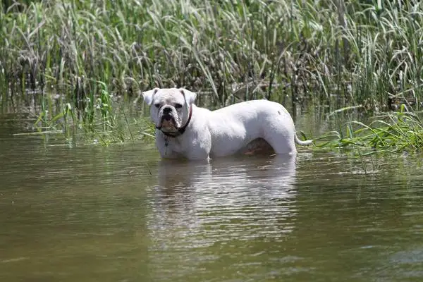 Stout's Avalanche of Chasteen's