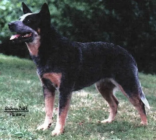 Cattlefarm's Blue Beavers vom Eisplatz