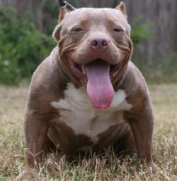 GETTUMBOI'S OPTIMO OF LYVERS