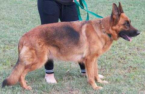 Zambia vom Team Panoniansee